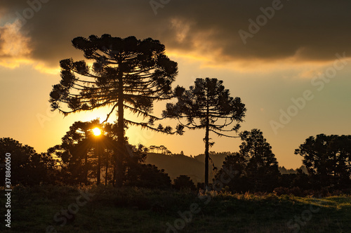 Silhouettes of Araucarias in the backlight of the sunset in the Serra de Santa Catarina, São Joaquim, Brazil