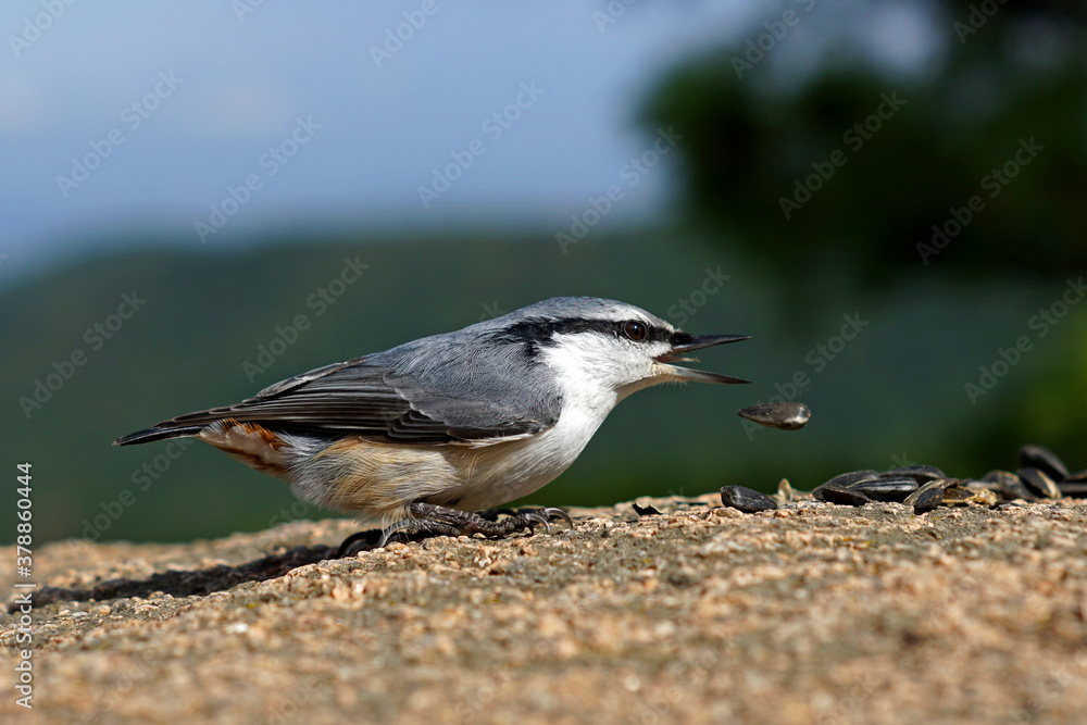 Obraz premium grey bird the nuthatch dropped a seed from its beak