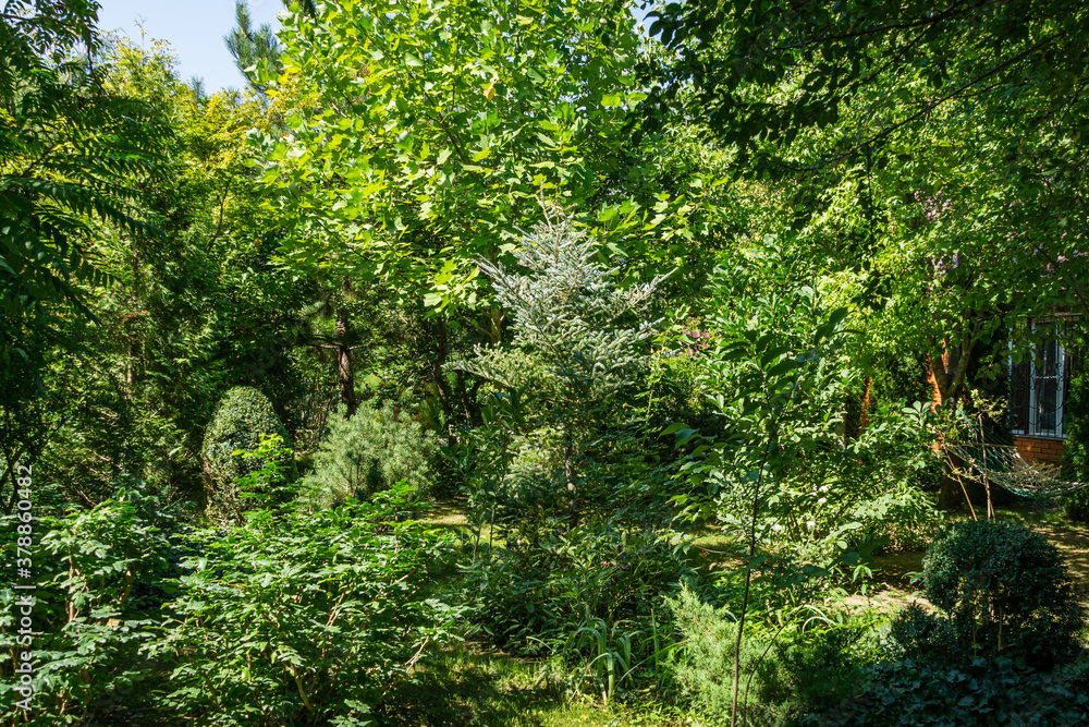Very beautiful sunny landscaped garden with many big trees and evergreens. Peaceful atmosphere of relaxation. Very beautiful sunny landscaped garden with many big trees and evergreens. Peaceful atmosphere of relaxation.