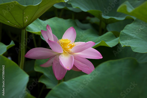 A lotus blooming after rain in the pond