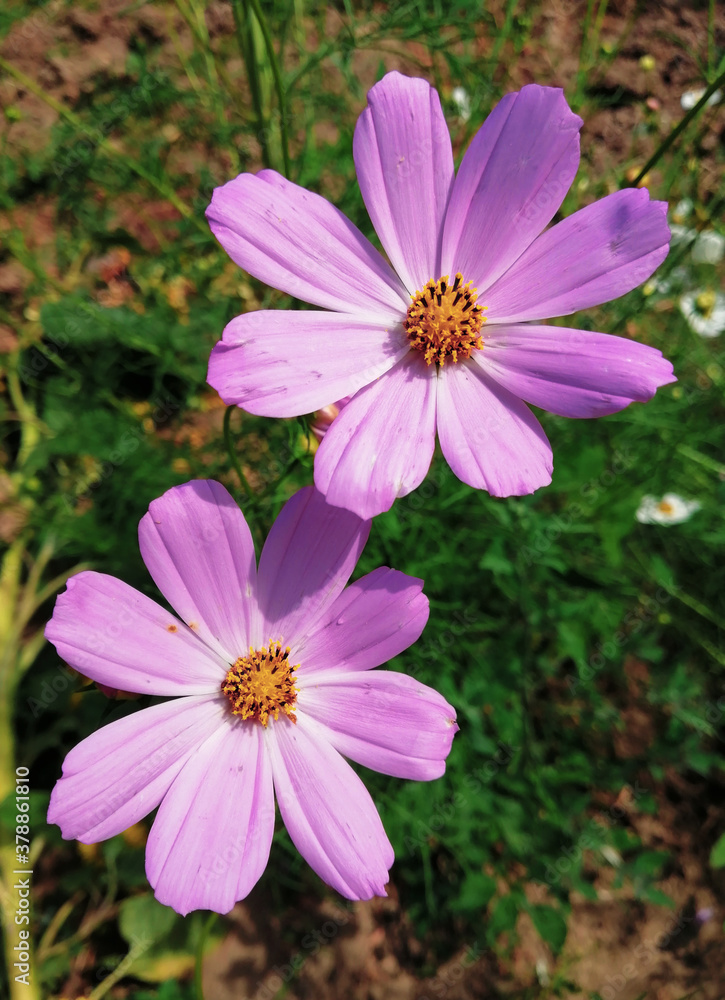 pink cosmos flowers pink cosmos flowers