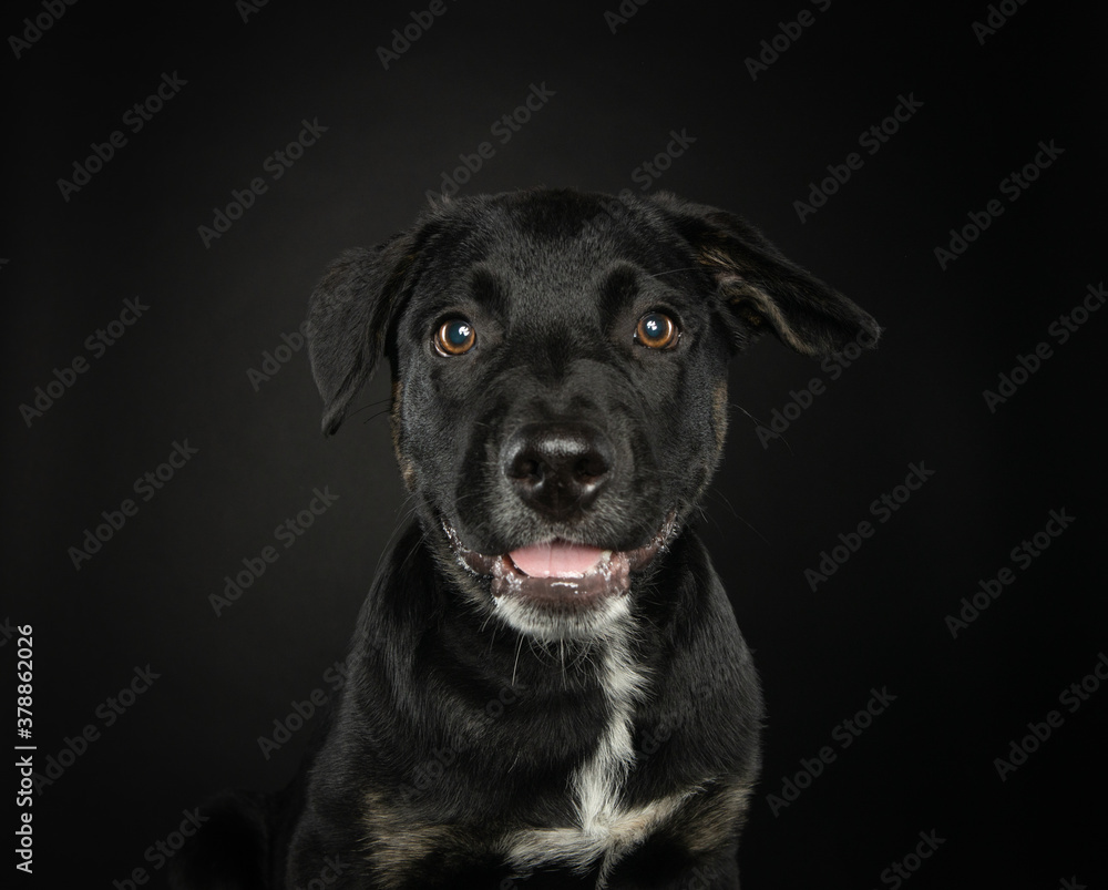 Happy little black puppy with mouth open looking at camera Happy little black puppy with mouth open looking at camera