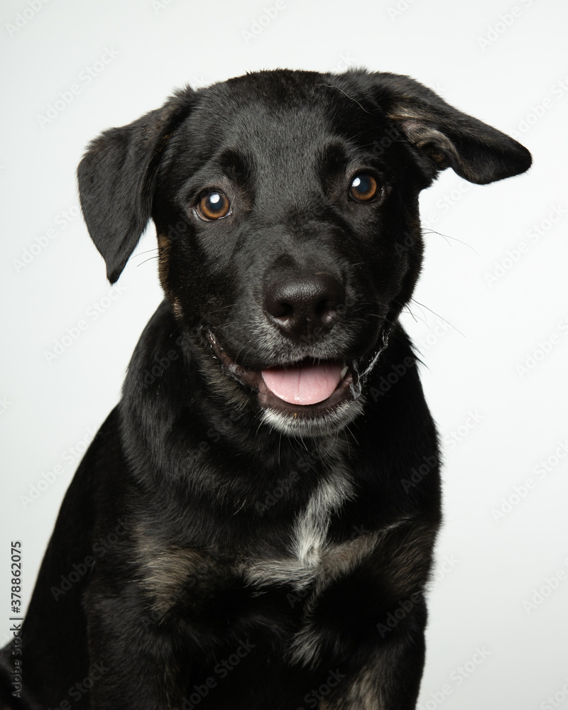 Happy little black mixed breed dog isolated on white background