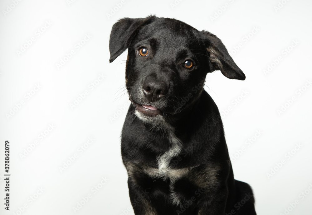 Mixed breed black puppy sitting, isolated on white background