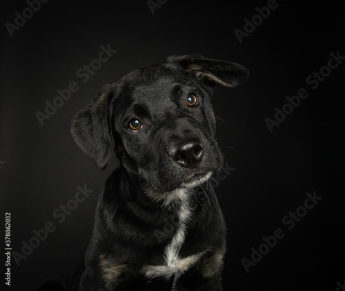 Portrait of young black puppy in studio with dark background