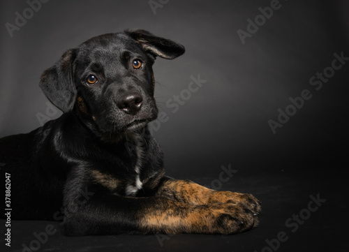 Cute black mixed breed puppy isolated on dark background in studio