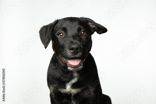 Wallpaper Mural Adorable happy, black, young dog isolated on white background Torontodigital.ca