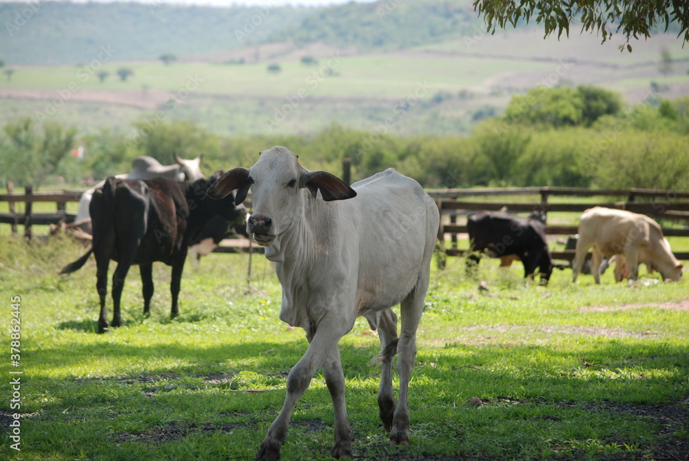 herd of cows