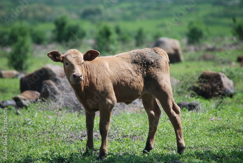 cows grazing in a field