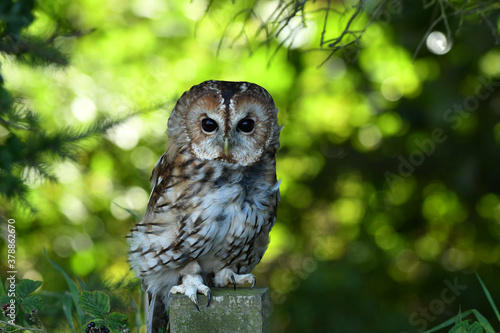 Tawny owl on the tree portrait