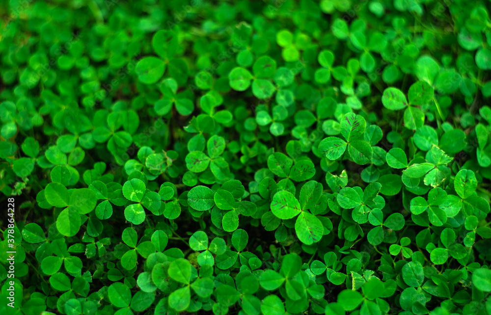 Green clover leaf background wall Green clover leaf background wall