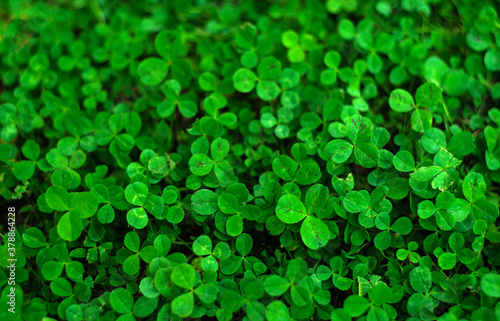 Green clover leaf background wall