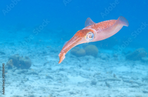 Caribbean reef squid,Sepioteuthis sepioidea,
