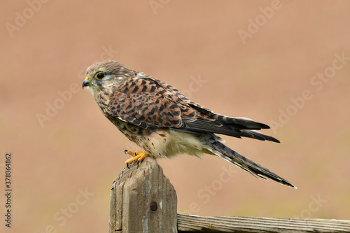 The common kestrel portrait