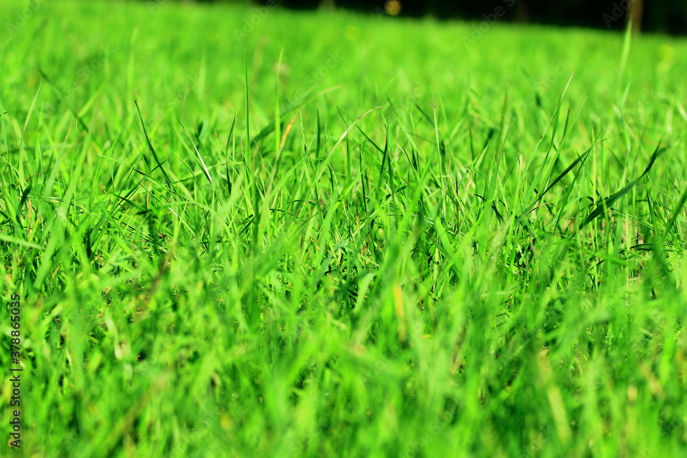 green grass in the Polish countryside green grass in the Polish countryside