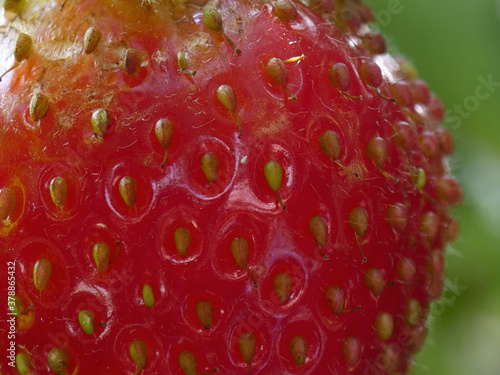 Wallpaper Mural Fresa. Torontodigital.ca