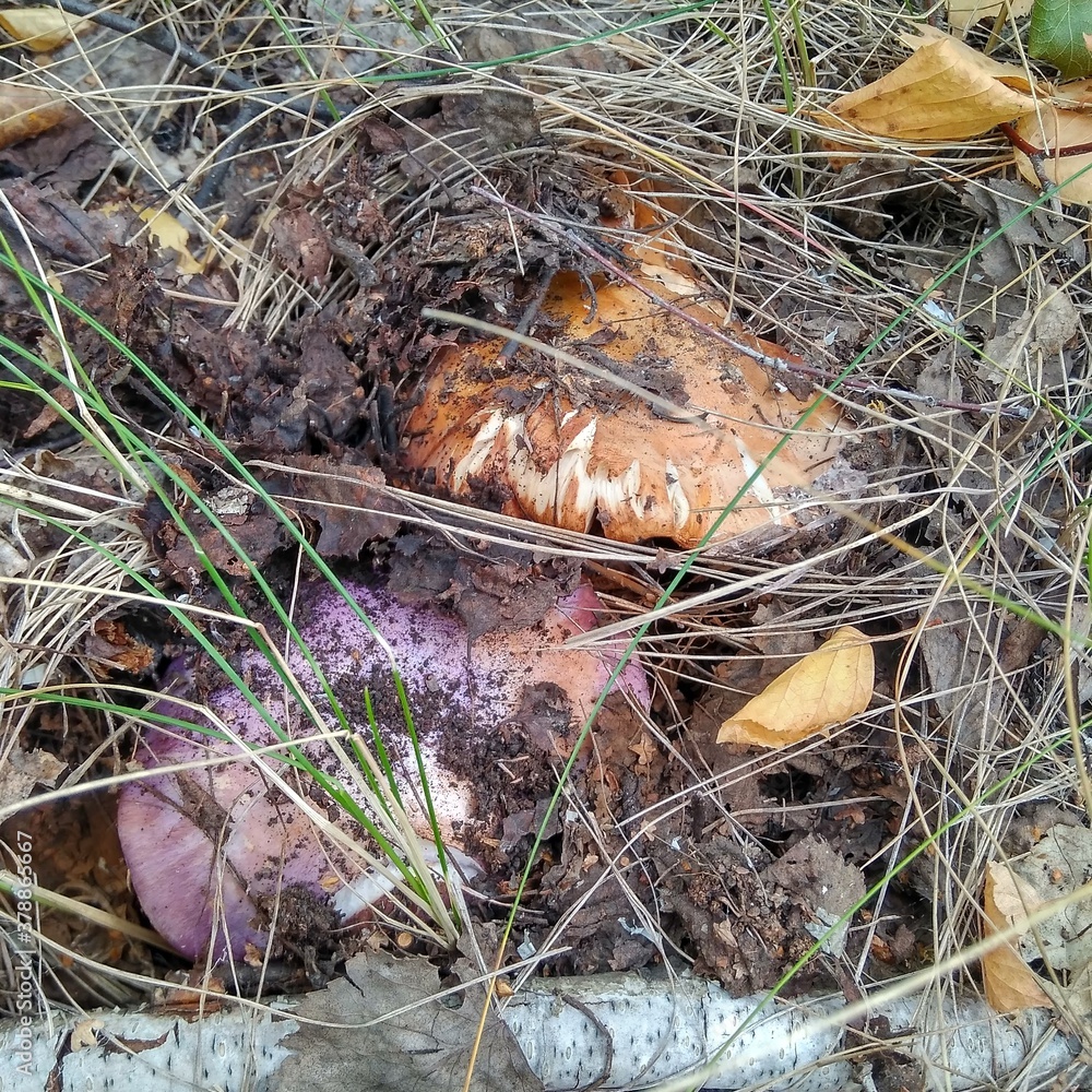 mushrooms in the grass mushrooms in the grass