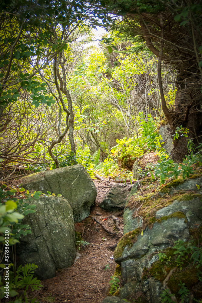 Sandy path through a green forest