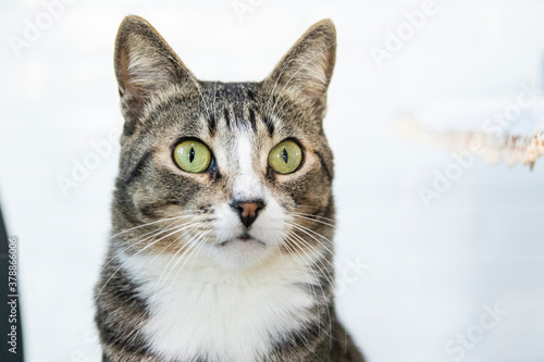 Fototapeta Naklejka Na Ścianę i Meble -  Striped Cat, brown, black and white wool with green eyes 