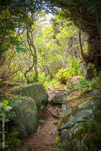 Sandy path through a green forest