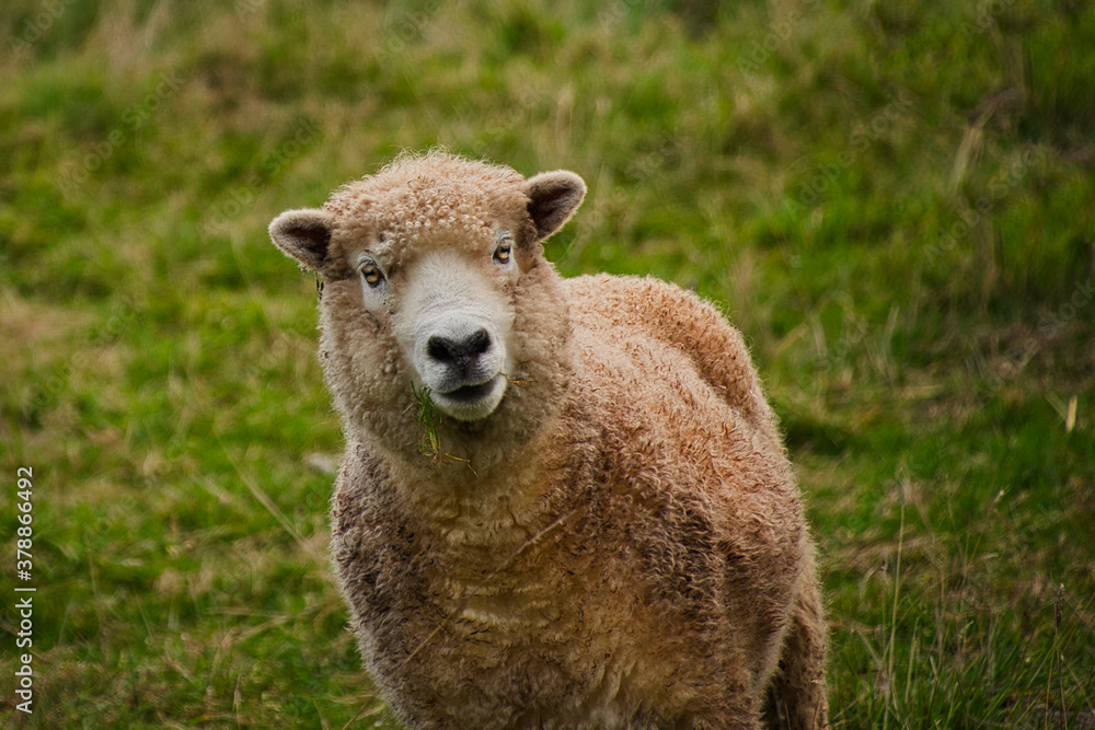 2020-09-16 A LONE SHEEP STANDING IN A OPEN FIELD WITH BOKEN BACKGROUND
