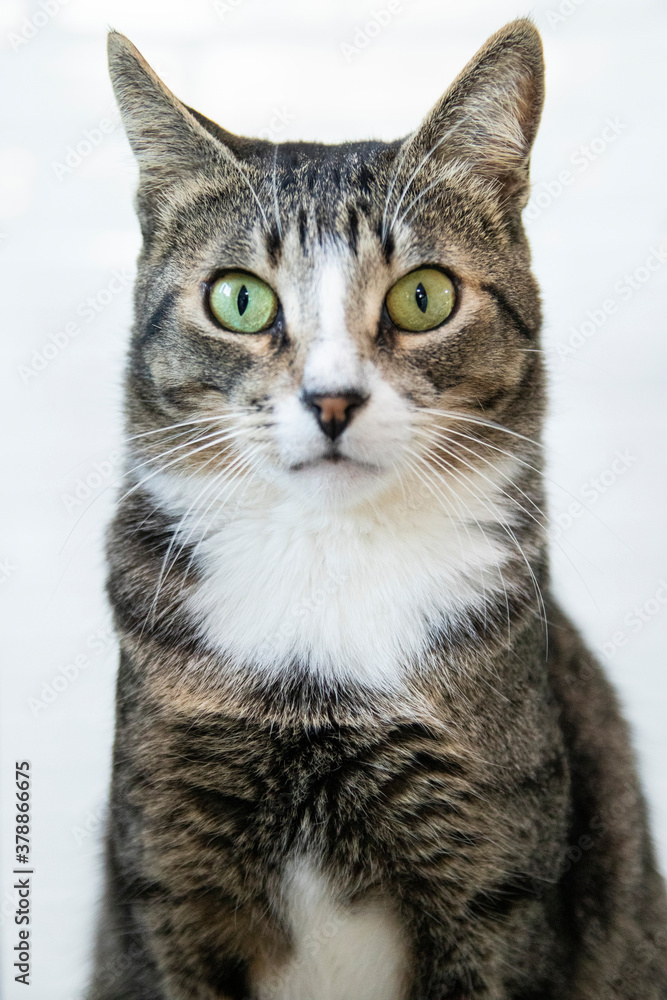 Striped Cat, brown, black and white wool with green eyes looking at the camera