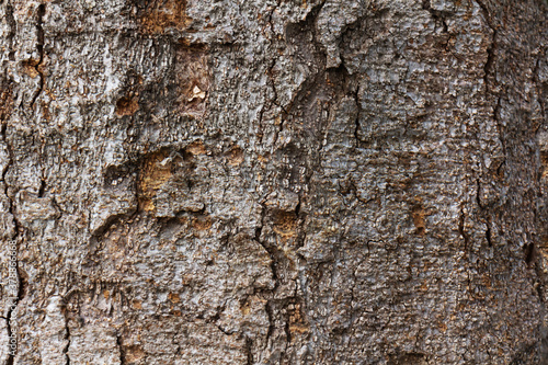 Beautiful Tree Trunk Bark