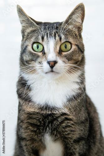 Striped Cat, brown, black and white wool with green eyes looking at the camera © Appreciate