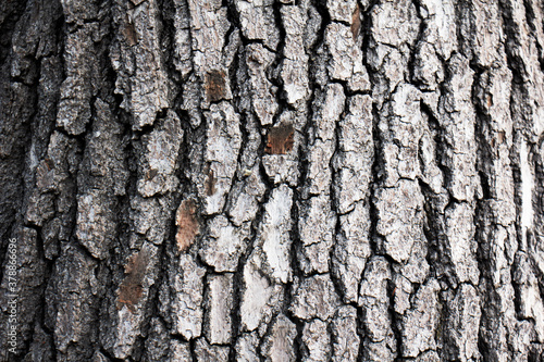Tree Texture
