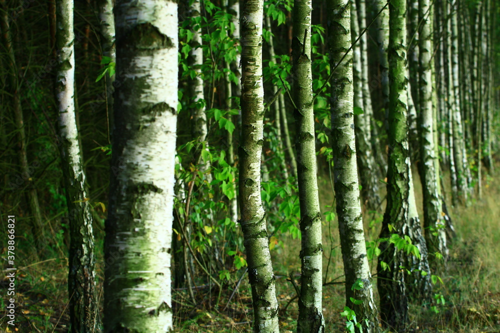 old birch trees in a forest in one of the Polish villages old birch trees in a forest in one of the Polish villages
