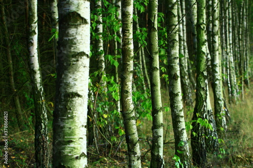 Fototapeta Naklejka Na Ścianę i Meble -  old birch trees in a forest in one of the Polish villages