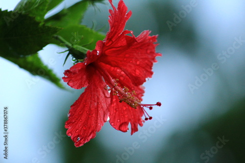 Full blossam red hibiscus red flower on the evening in the garden and sky in the background photo