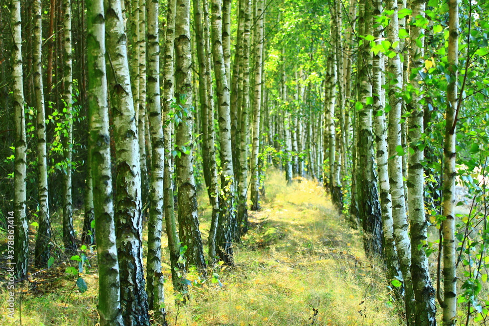 Obraz premium old birch trees in a forest in one of the Polish villages