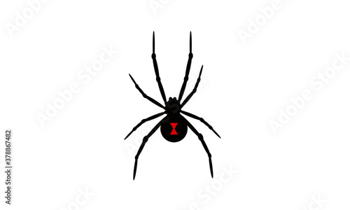 spider
