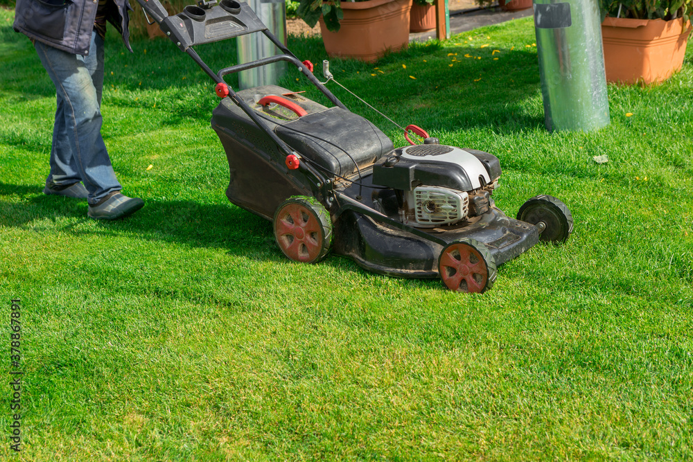 Fototapeta premium The gardener mows the lawn with a lawn mower