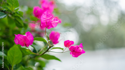 Pink Flowers in a Bush With Trees in the Background photo