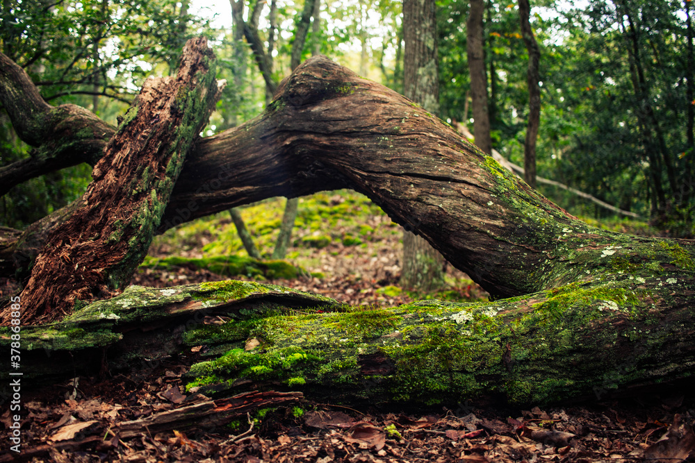 Obraz premium fallen trees