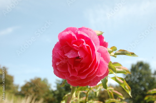 Pink rose against sky