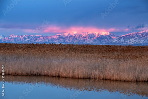 sunset over the wetlands of the great salt lake. Phragmites in foreground