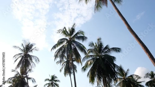 Wallpaper Mural Wide Angle View Of Palm Tree, Sky Background Summer travel and tourism concept. Wide Shot. Camera Looking up at Palm Trees Tropical Vacation Torontodigital.ca