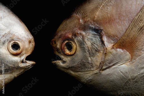 Close-up of raw fish © VisualEyze