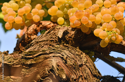 Ribeiro grape bunches in Orense photo