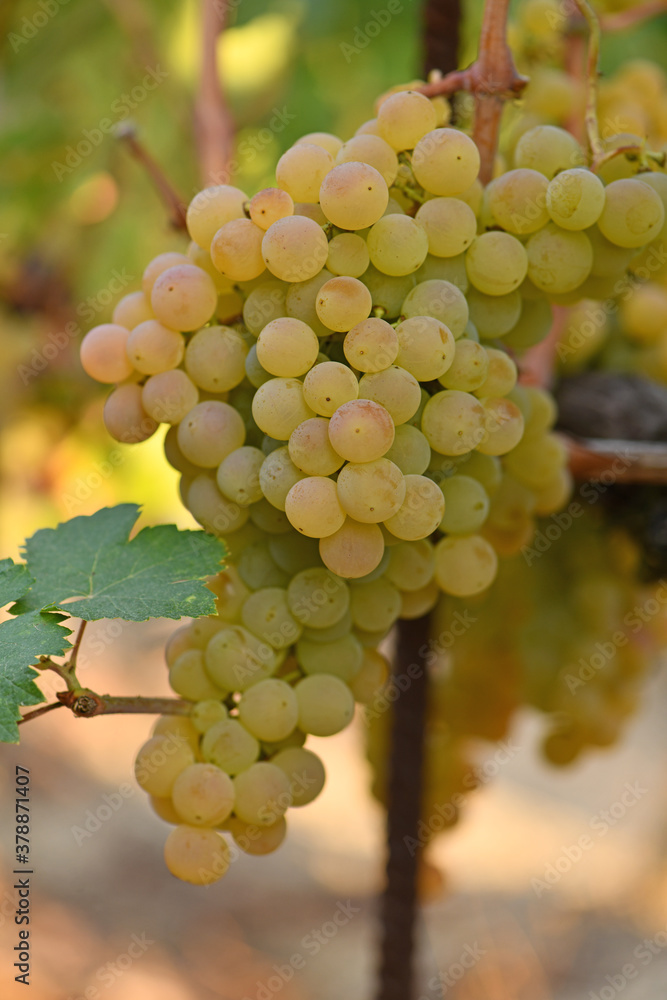 Fototapeta premium Ribeiro grape bunches in Orense
