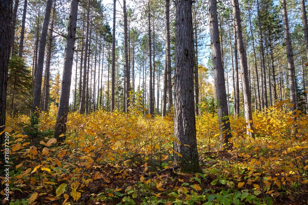 Obraz premium A stand of pines in filtered sunlight during autumn in Minnesota
