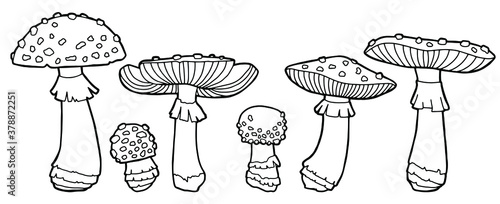 Vector illustration. Coloring page. Fly agarics of different sizes. Mushroom set.