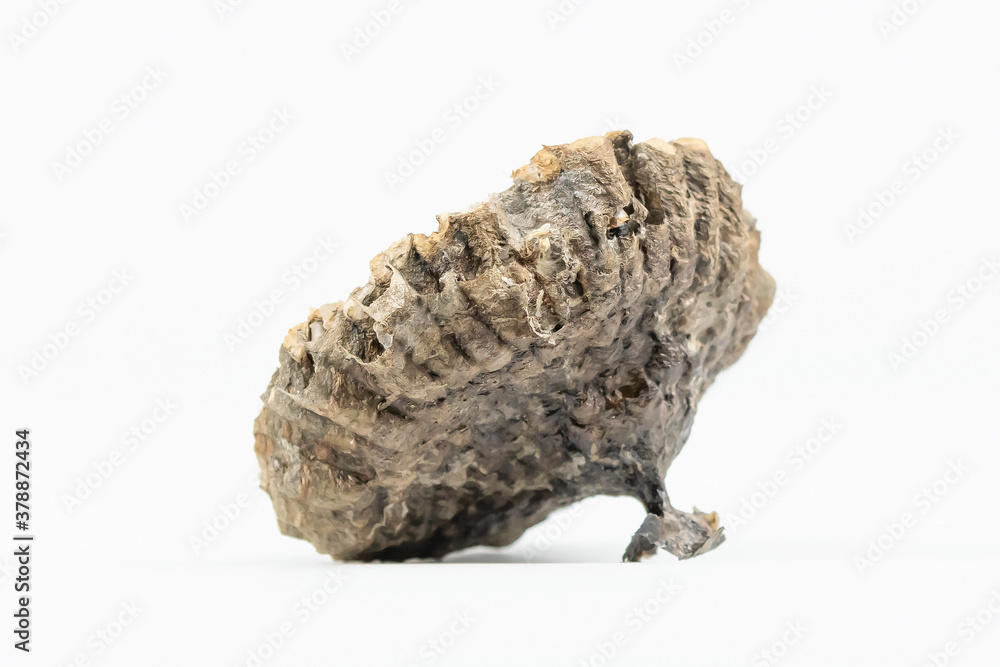 アシナガバチの蜂の巣 アシナガバチの蜂の巣