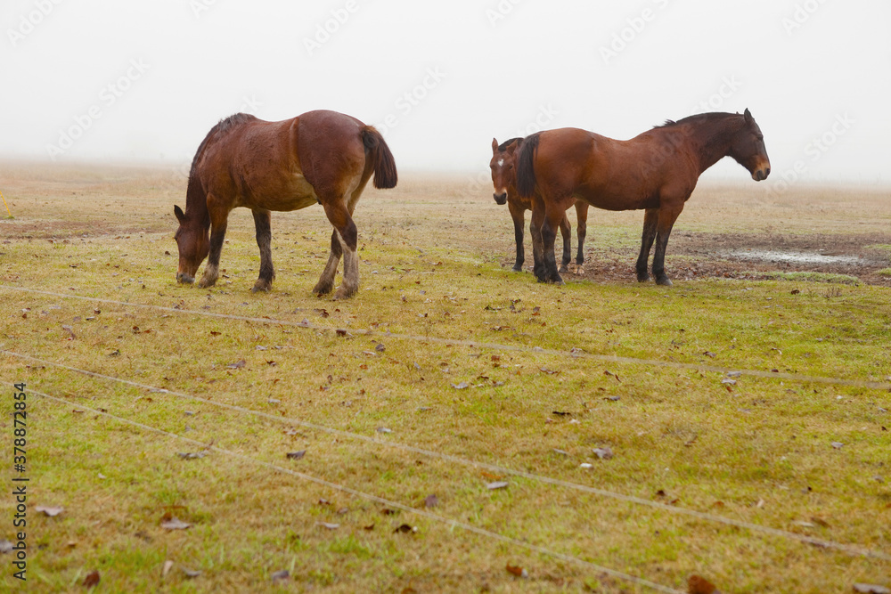 Fototapeta premium Horses in a ranch