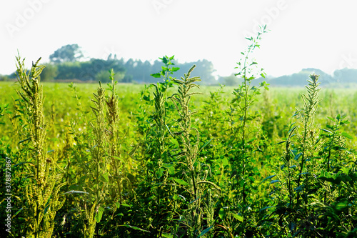 Crop in a field