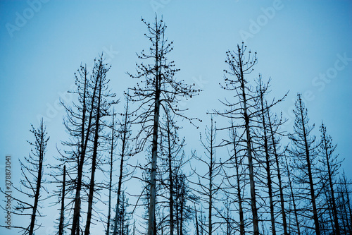 Low angle view of bare trees in a forest, Yellowstone National Park, Wyoming, USA
