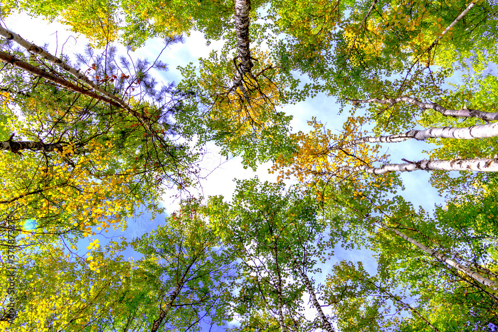 Fototapeta premium Autumn forest, sky, clouds. The colors of autumn.
